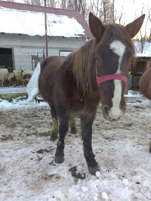 Vând mânză de 2 ani din cai buni  - imagine 5