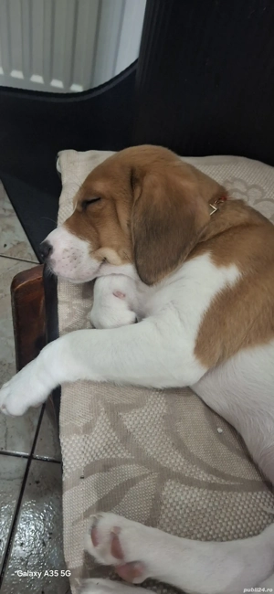 Pui Beagle rasă pură - imagine 3