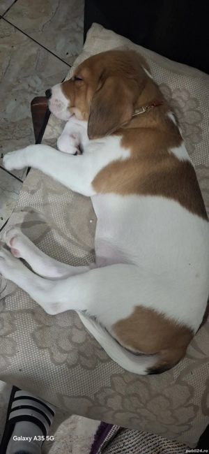 Pui Beagle rasă pură - imagine 2
