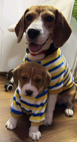 Pui Beagle rasă pură - imagine 5