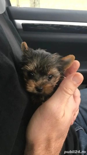 Baietel yorkshire terrier tea cup  - imagine 2