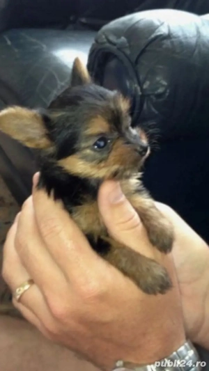 Baietel yorkshire terrier tea cup  - imagine 3