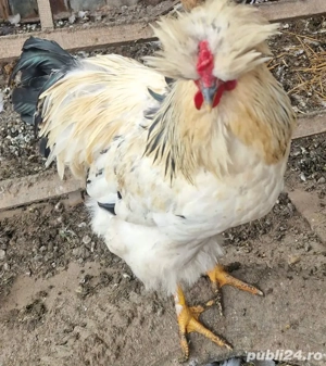 Vând cocoși generația 2025 - imagine 2