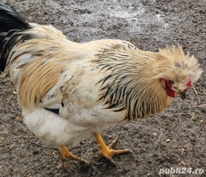 Vând cocoși generația 2025