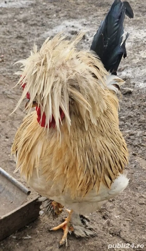 Vând cocoși generația 2025 - imagine 3