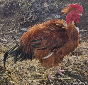 Vând cocoși generația 2025 - imagine 4