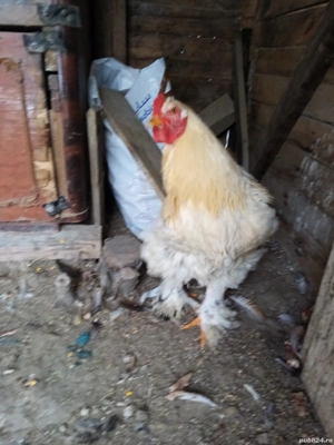 Doi cocoși brahma  - imagine 2