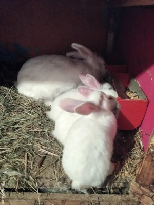 Iepuri rasa panonn - imagine 2