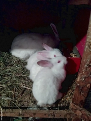 Iepuri rasa panonn - imagine 3