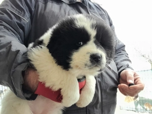  Căței Ciobanesti de Bucovina! - imagine 1