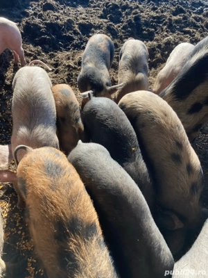 vînd șoldănei și porci - imagine 4