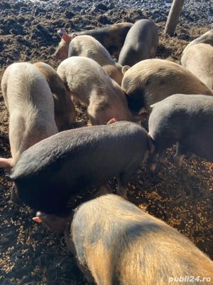  vînd șoldănei și porci - imagine 2