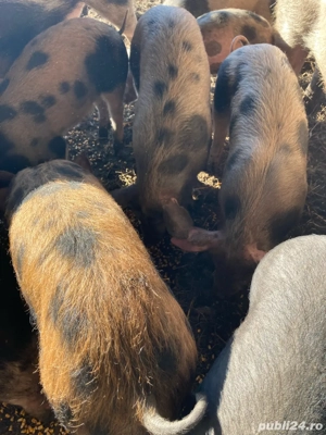  vînd șoldănei și porci - imagine 3