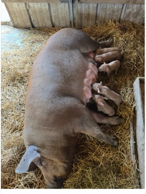 Purcei de vanzare - imagine 4