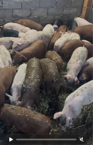 Purcei de vanzare - imagine 2