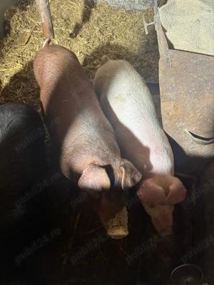 Purcei de vanzare - imagine 3