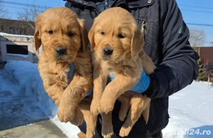 Golden retriever red