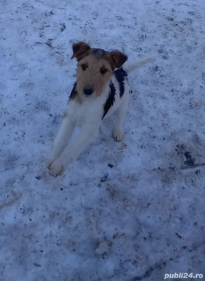 Căței Fox Terierri sârmos 
