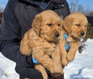 Golden retriever red - imagine 4