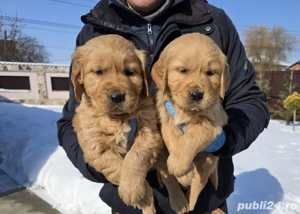 Golden retriever red - imagine 3