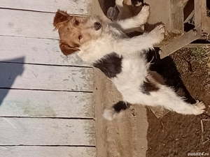 Căței Fox Terierri sârmos  - imagine 2