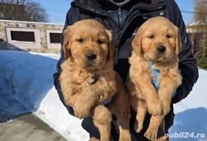 Golden retriever red - imagine 2