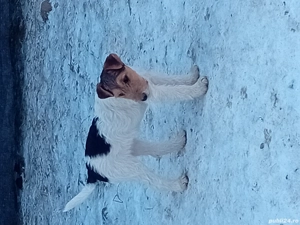 Căței Fox Terierri sârmos  - imagine 3