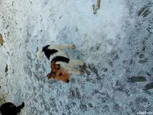 Căței Fox Terierri sârmos  - imagine 4