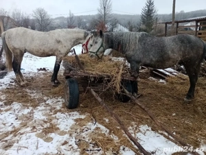 cal de vanzare - imagine 3