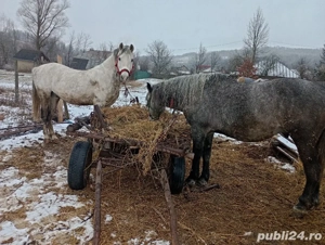 cal de vanzare - imagine 4