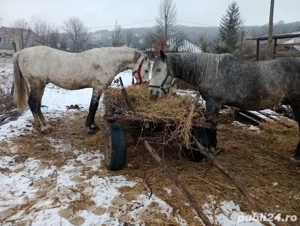 cal de vanzare - imagine 2