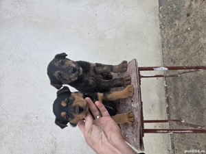 Vand catel jagdterrier