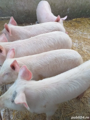 șoldani de vânzarea 500