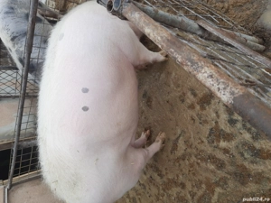 Caut partener la jumătate porc  - imagine 2