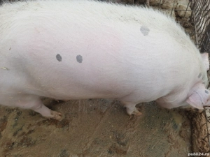 Caut partener la jumătate porc 