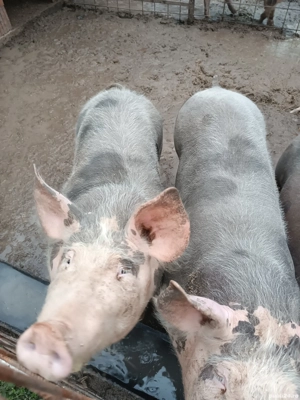 Vând porci și scrofițe pietrain  - imagine 2