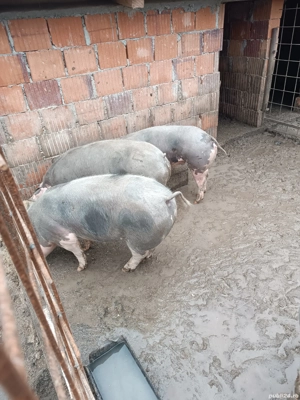 Vând porci și scrofițe pietrain  - imagine 4
