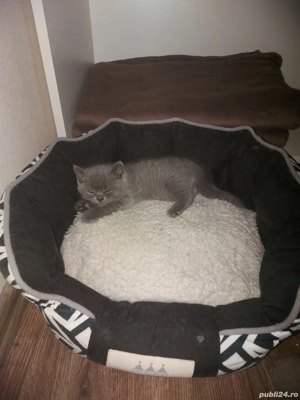 Pisici British shorthair  - imagine 3