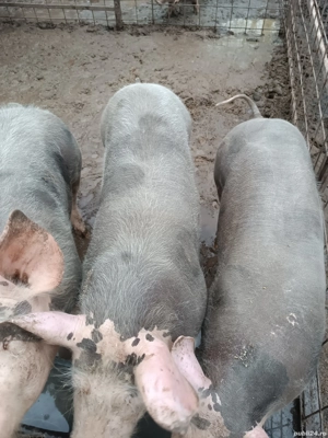 Vând porci și scrofițe pietrain  - imagine 3