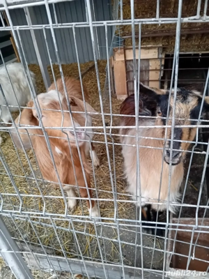 Vand capre - imagine 4