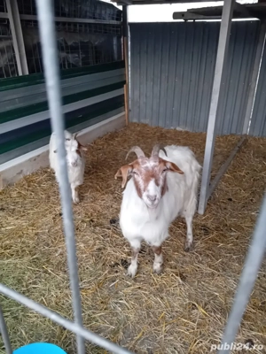 Vand capre - imagine 3