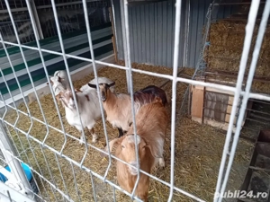 Vand capre - imagine 2