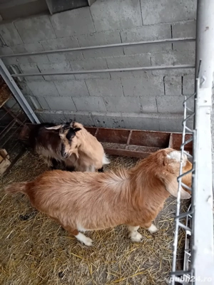 Vand capre - imagine 5