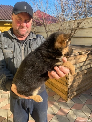 Puii ciobănesc german - imagine 2