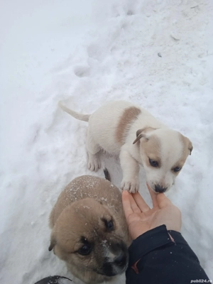 Vând 2 cățelușe de 4 luni 