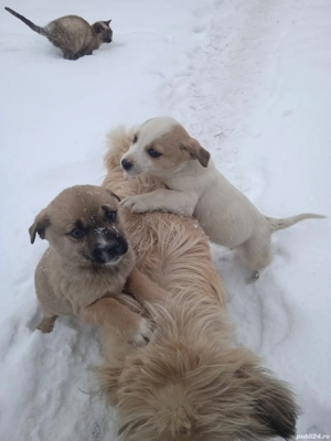 Vând 2 cățelușe de 4 luni  - imagine 2