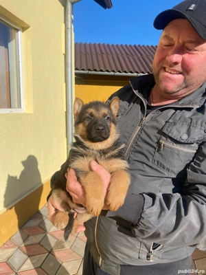 Puii ciobănesc german - imagine 4