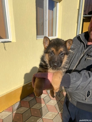 Puii ciobănesc german