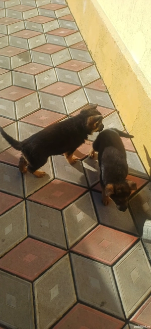 Puii ciobănesc german - imagine 3