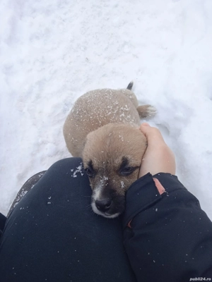 Vând 2 cățelușe de 4 luni  - imagine 3